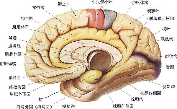 大脑半球叶间沟图片